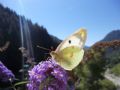 Colias alfacariensis